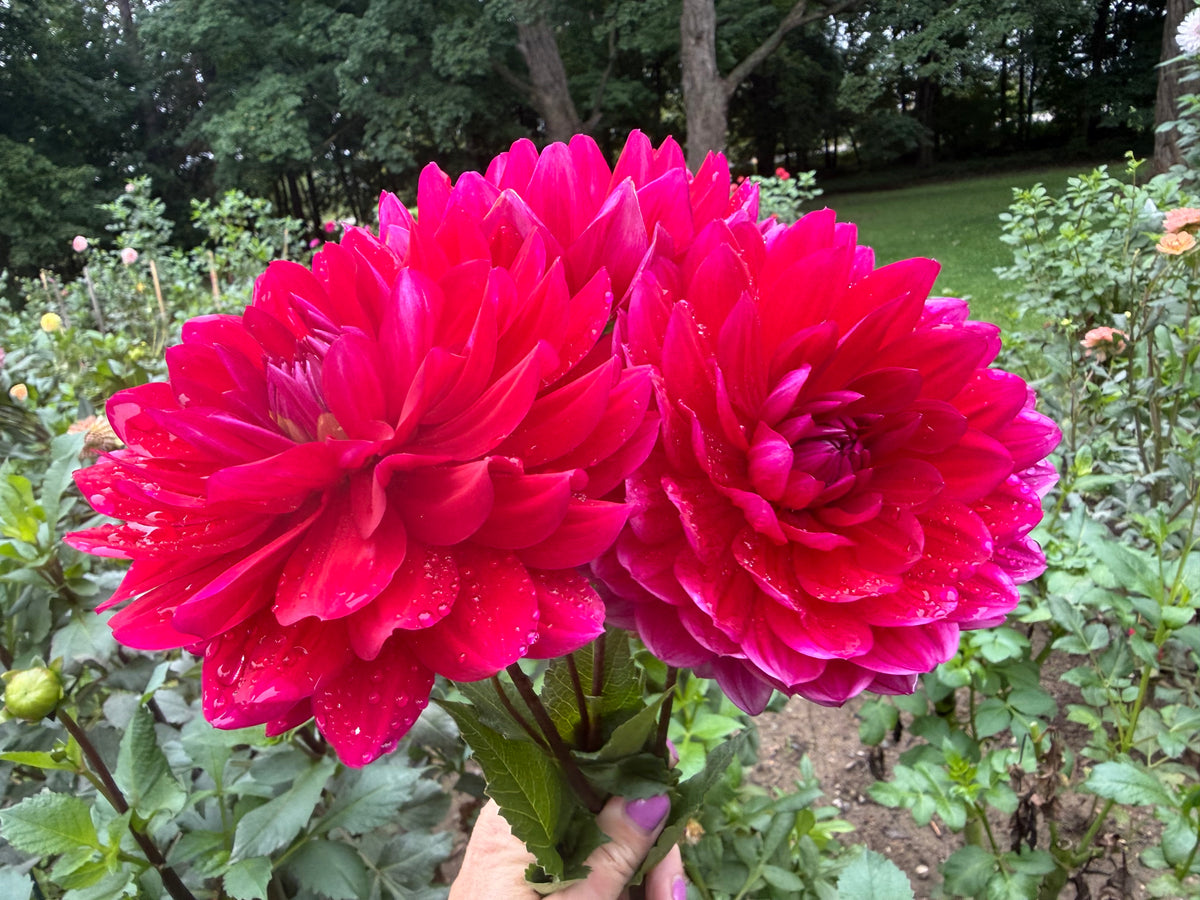 Hollyhill Pandora