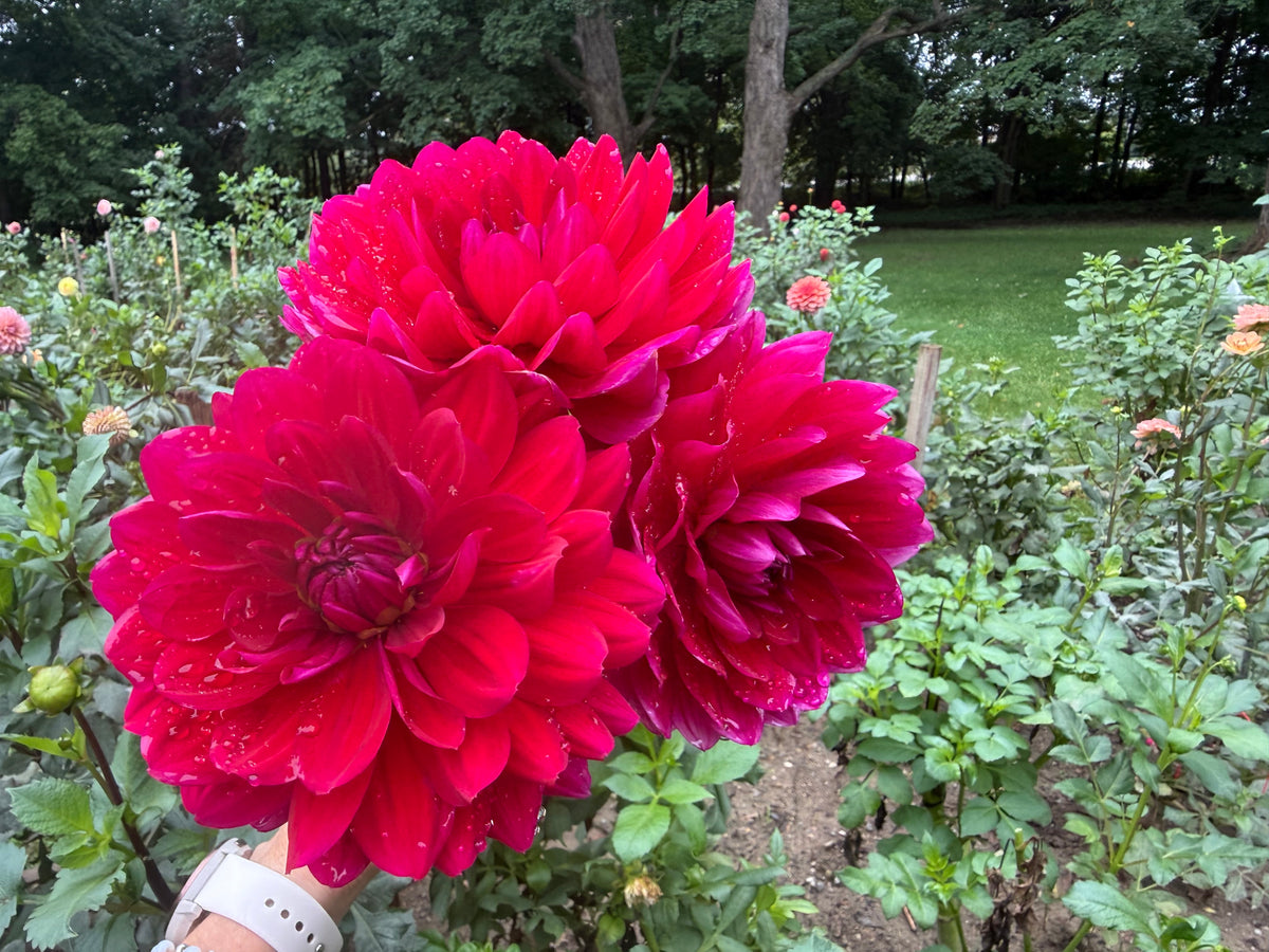 Hollyhill Pandora