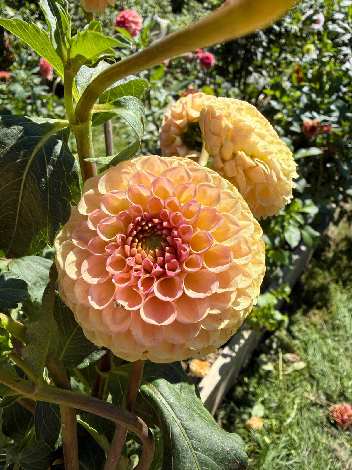 KA's Sicilian Summer