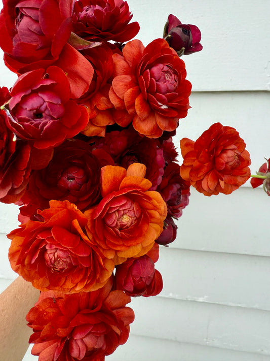 Ranunculus LaBelle Chocolate