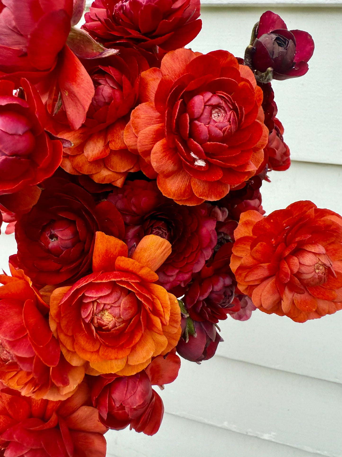 Ranunculus LaBelle Chocolate