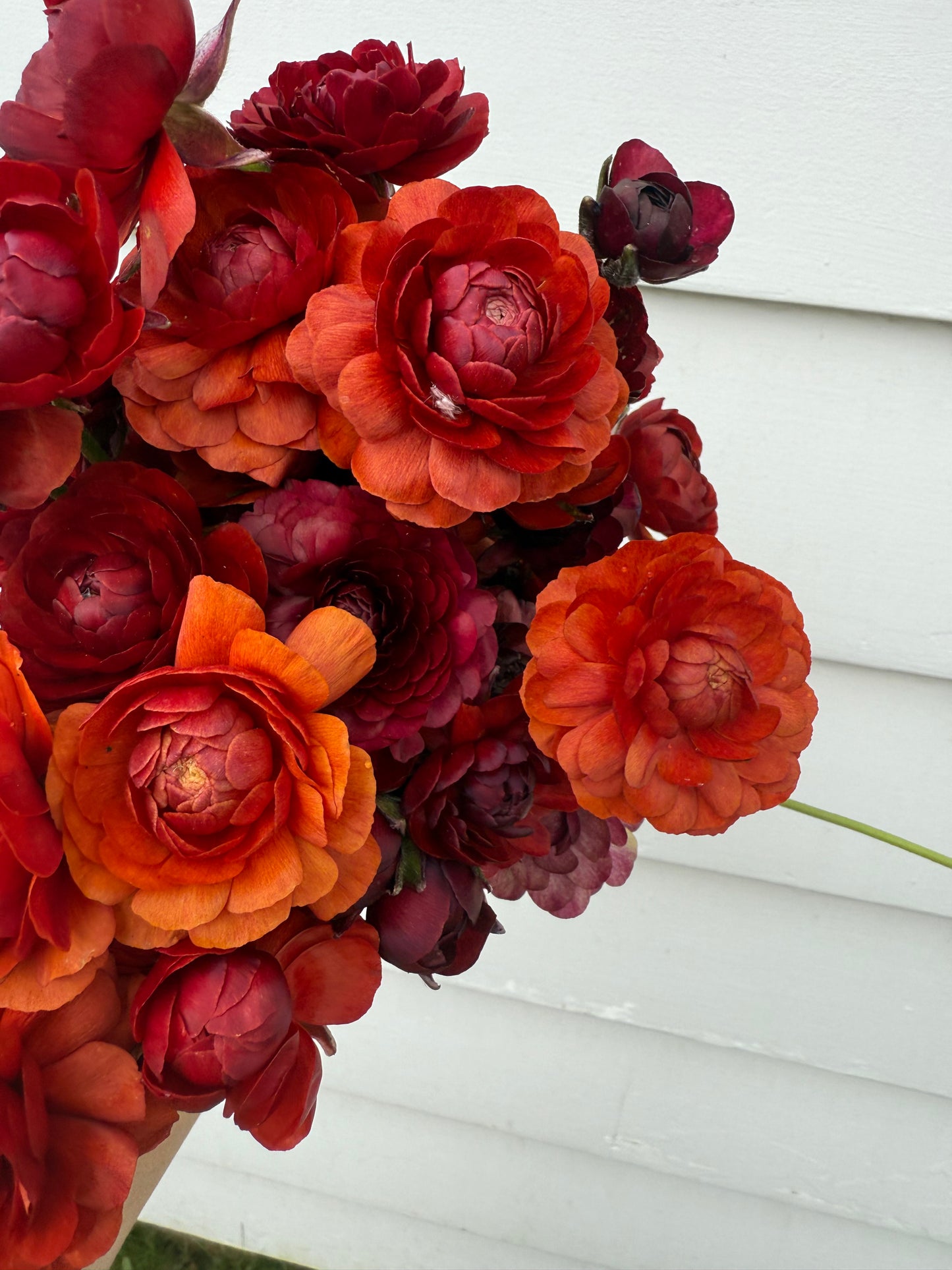 Ranunculus LaBelle Chocolate