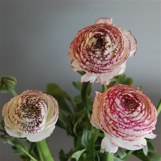 Ranunculus LaBelle White Picotee