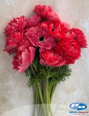 Anemone Levante Rosa Chiaro