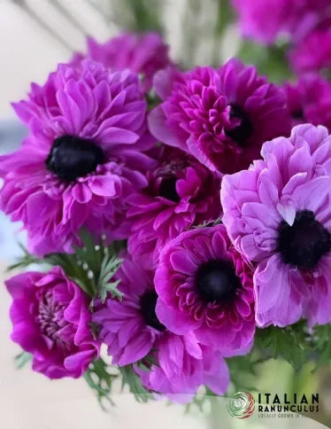 Anemone Levante Fucsia