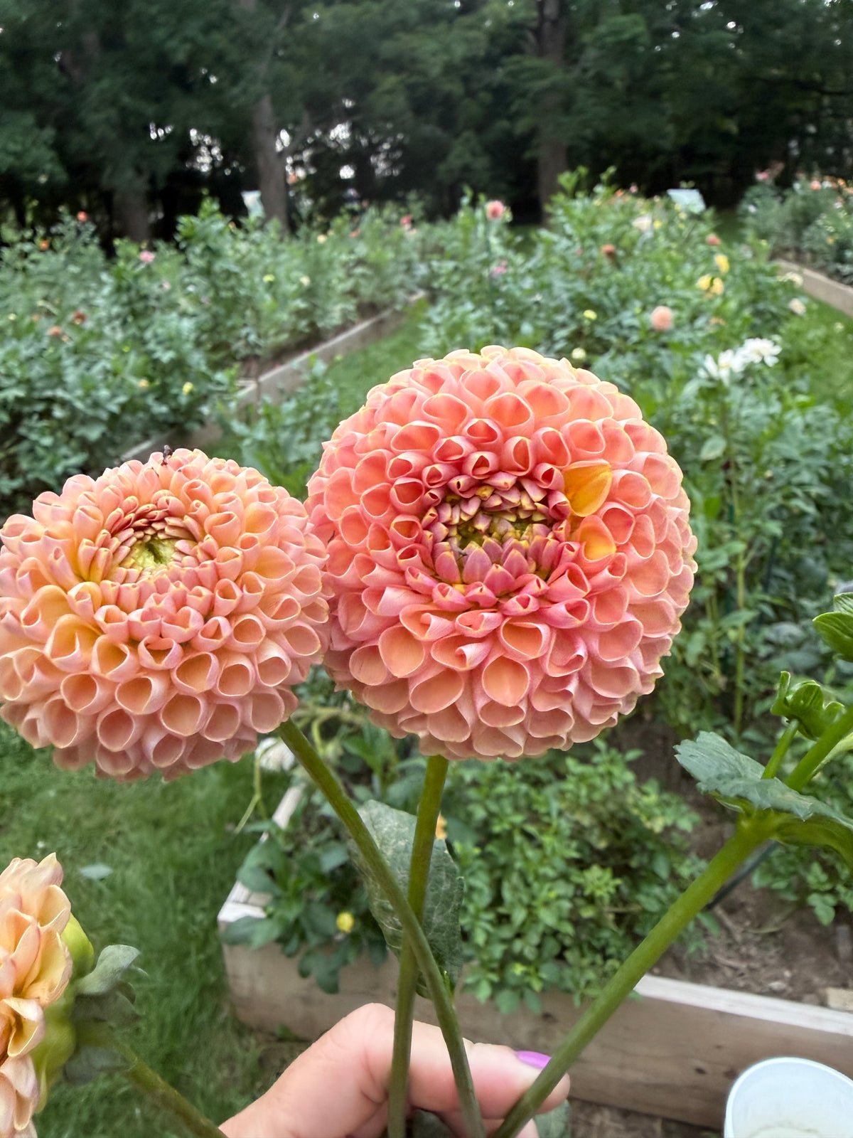 Little Peaches