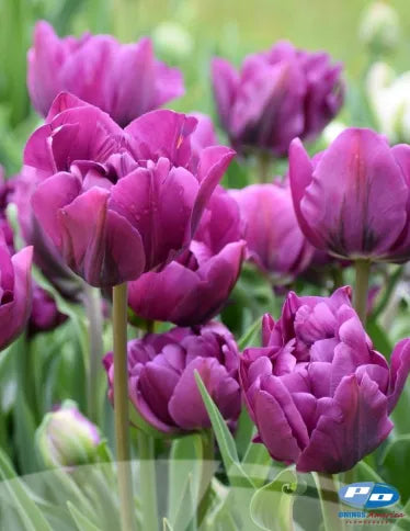 Tulip Negrita Double