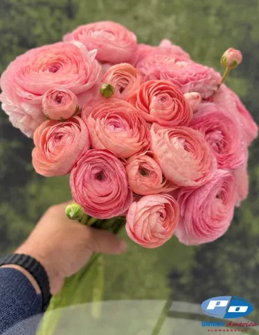 Ranunculus Cloni Success Nuance