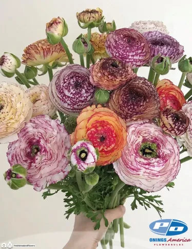 Ranunculus Elegance Pastello Striato