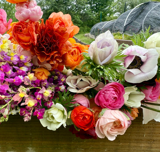 Ranunculus and Anemone Growing Guide Video