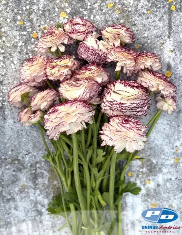 Ranunculus Elegance Bianco Striato