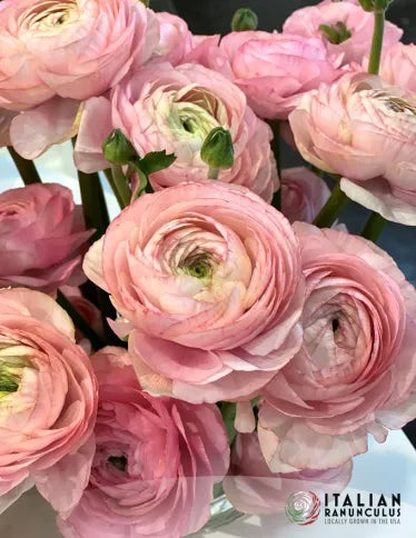 Ranunculus Cloni Success Blush