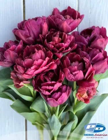 Tulip Alison Bradley