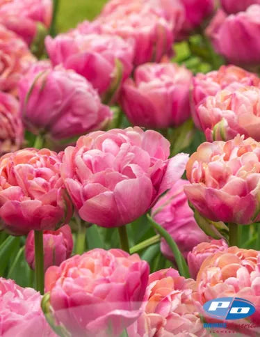 Tulip Amazing Grace