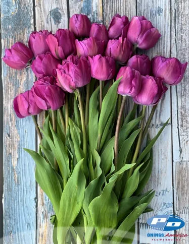 Tulip Backpacker