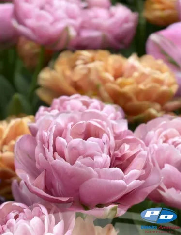 Tulip Henkie Penkie