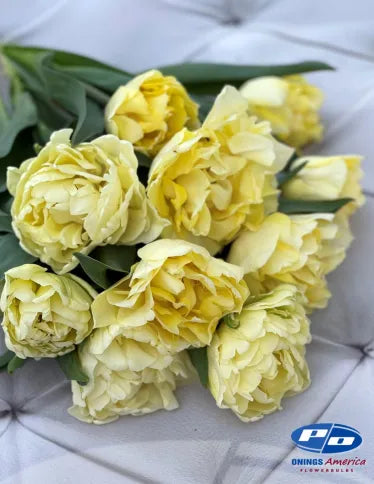 Tulip Secret Perfume