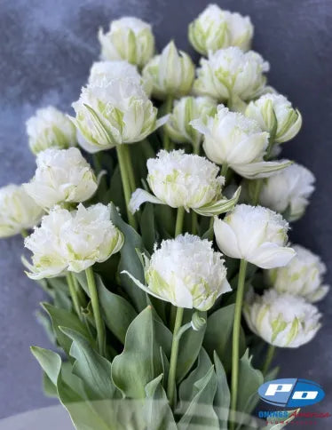 Tulip Snow Crystal