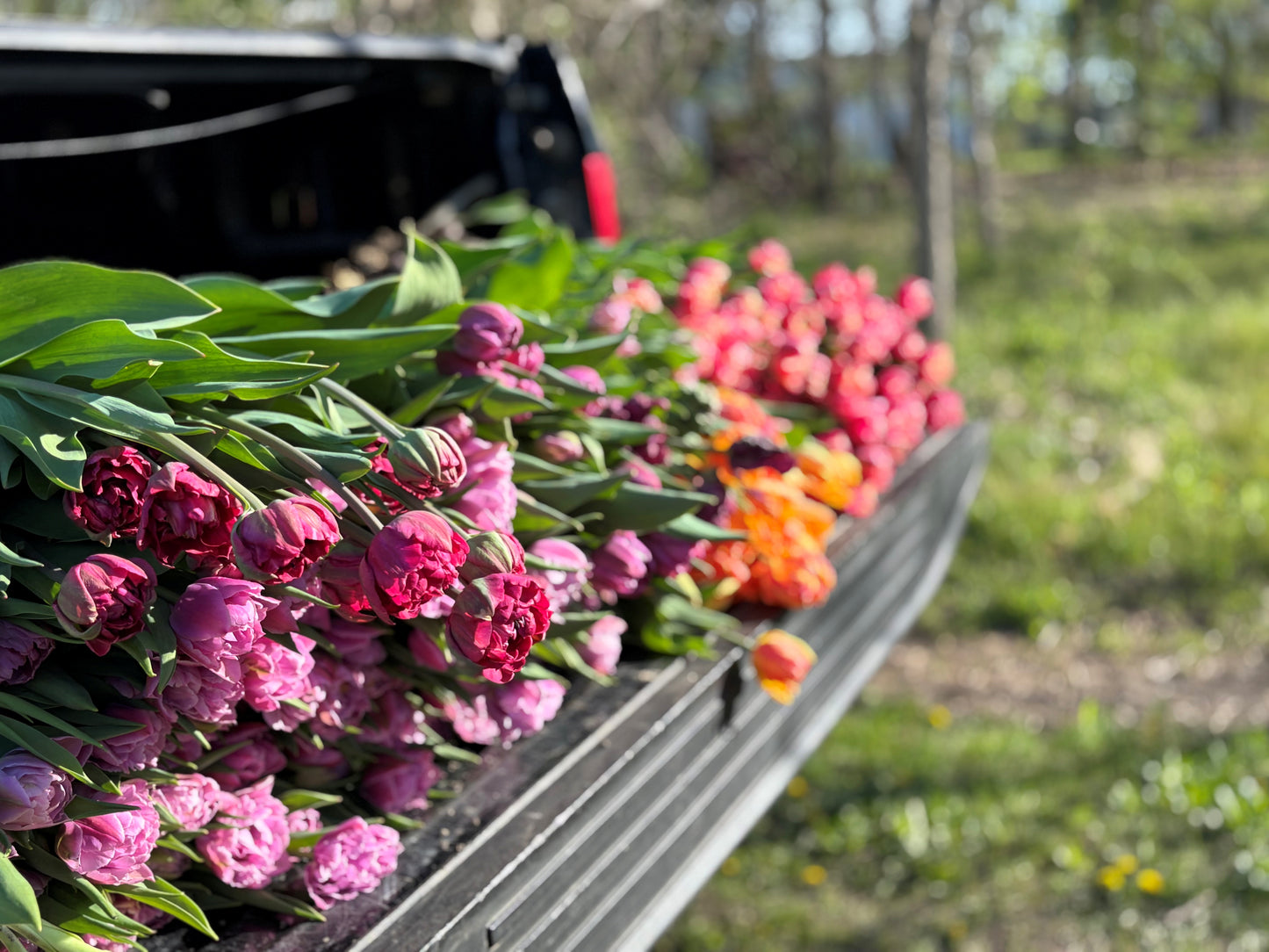 Spring Flower Subscriptions - Farm Pickup 2026!