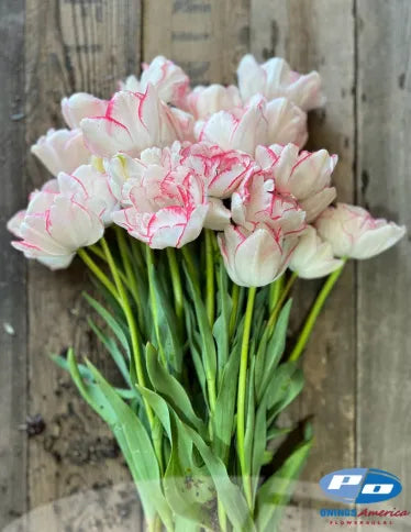 Tulip Wild Romance