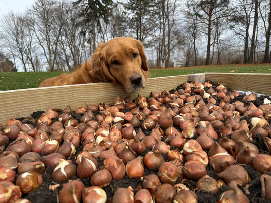 The (Sir) Winston - Mother's Day Pre-Order